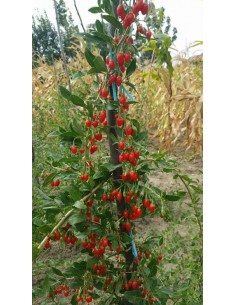 Goji New Big