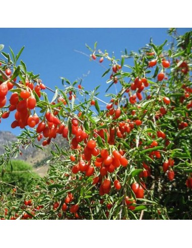 Goji Korean Big