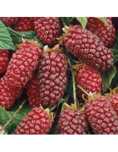 Tayberry