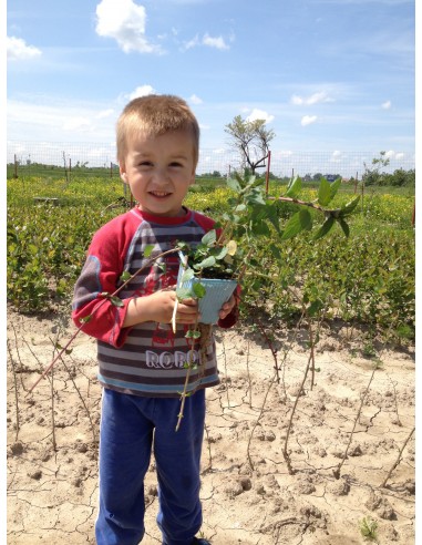 Menta x peperita chocolate f. citrata...