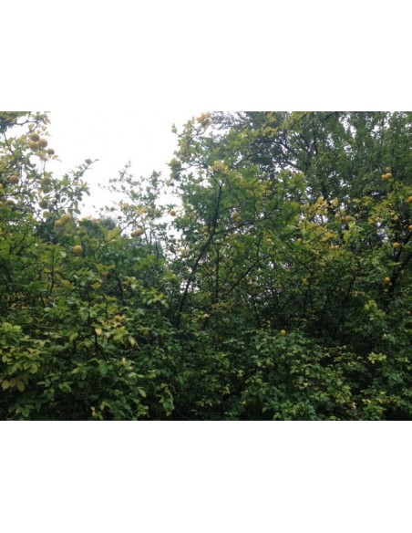 Lamai trifoliat (Poncirus trifoliata)30CM