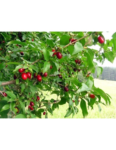 Cornus mas - Corn de cultura