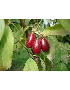 Cornus mas - Corn de cultura 2