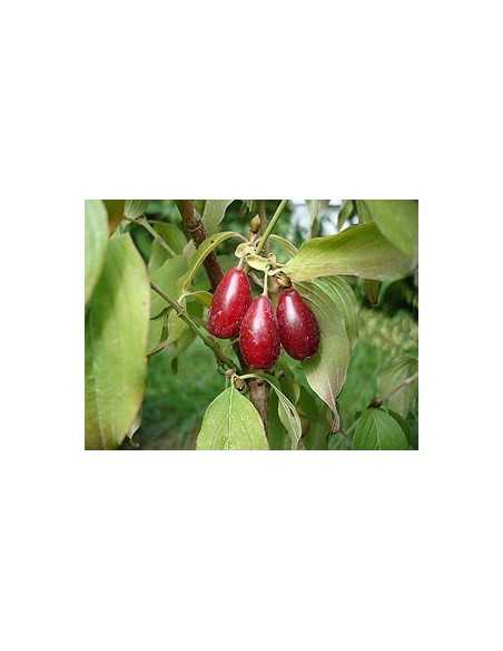 Cornus mas - Corn de cultura