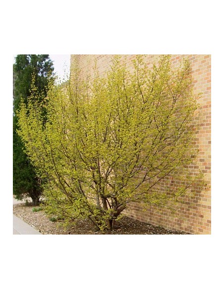 Cornus mas - Corn de cultura