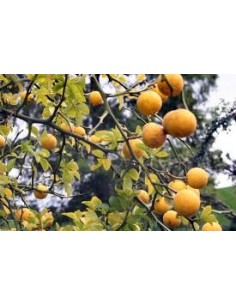 Lamai trifoliat (Poncirus trifoliata)50CM