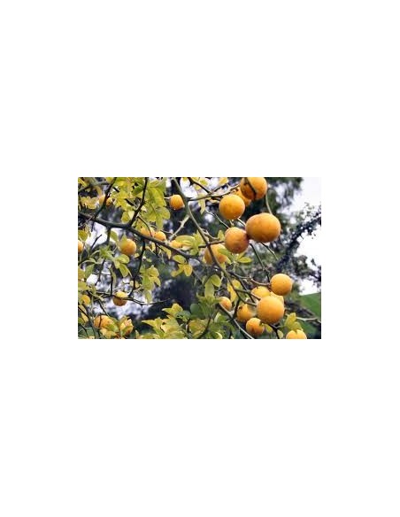 Lamai trifoliat (Poncirus trifoliata)50CM