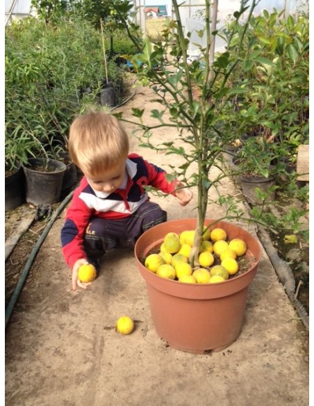 Lamai trifoliat (Poncirus trifoliata)50CM