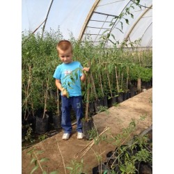 Plante Goji 1m