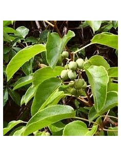 kIWI - Actinidia Arguta 20 - 30 cm