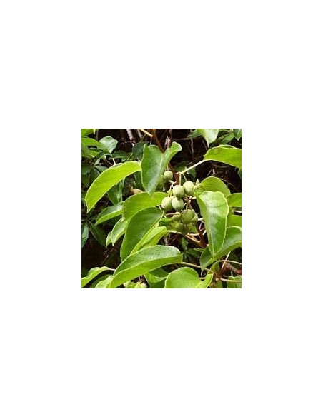 kIWI - Actinidia Arguta 20 - 30 cm