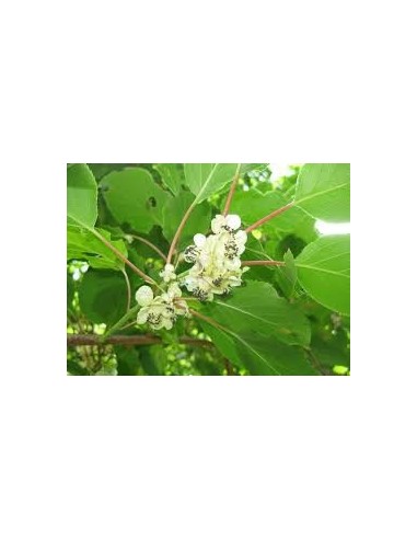 kIWI - Actinidia Arguta 20 - 30 cm