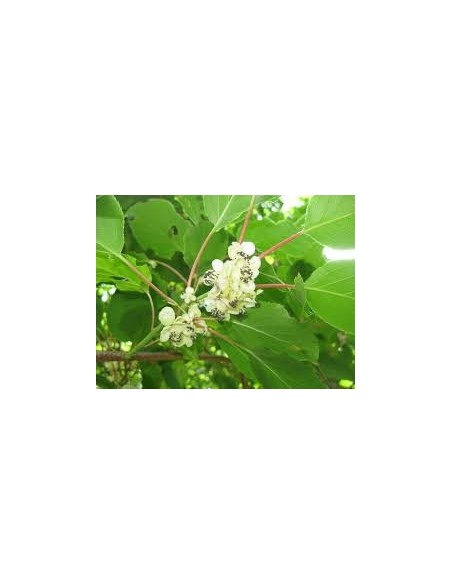 kIWI - Actinidia Arguta 20 - 30 cm