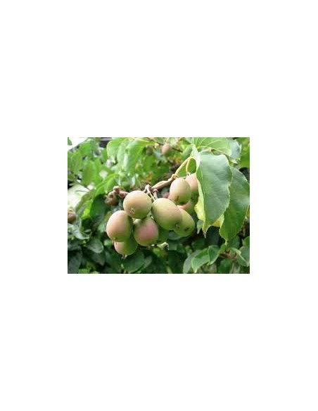 kIWI - Actinidia Arguta 20 - 30 cm