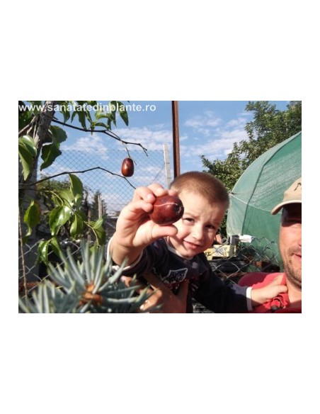 Ziziphus Jujuba - Curmal Chinezesc