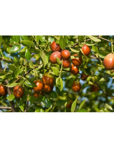 Ziziphus Jujuba - Curmal Chinezesc