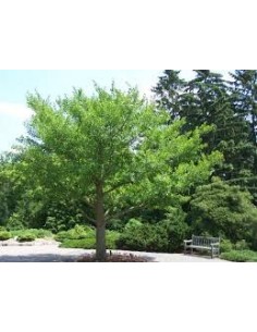Ginkgo Biloba 50-70cm 2
