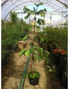 Ginkgo Biloba 15-30cm 2