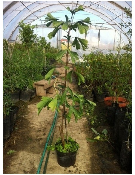 Ginkgo Biloba 15-30cm