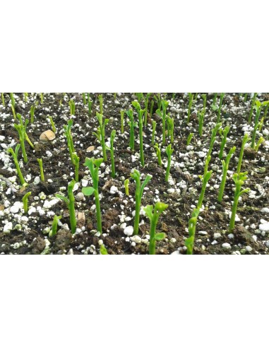 Ginkgo Biloba 15-30cm