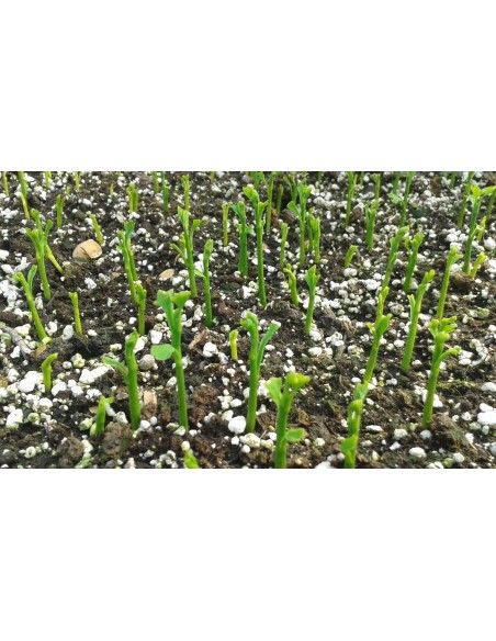 Ginkgo Biloba 15-30cm