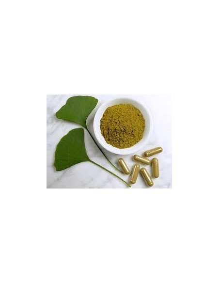 Ginkgo Biloba 15-30cm