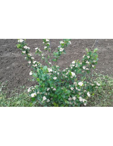 Aronia Melanocarpa 40 - 50 CM 2 ANI...