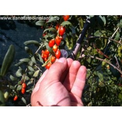 Plante Goji 20 - 30 CM