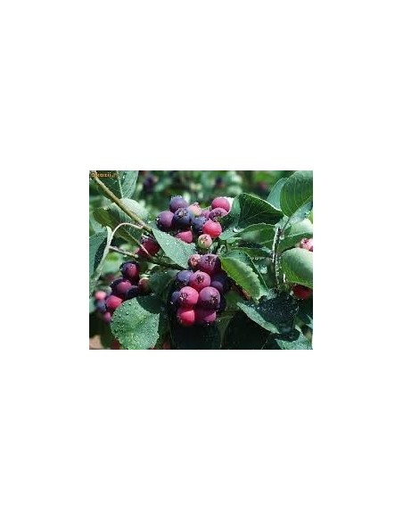 Amelanchier Lamarcki 2 ani 40 - 60cm - Pom De Stafide