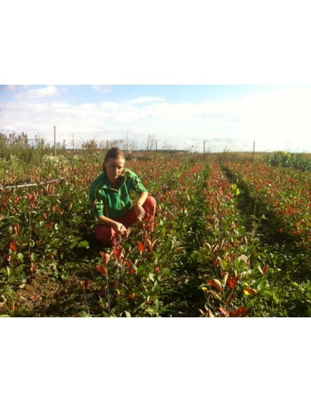 Aronia Melanocarpa  20 - 35 CM (rădăcină liberă)  Aronia Planta 5 ani,1.1-1.3m, Butasi de Aronia-Plante Aronia pe Fruct
