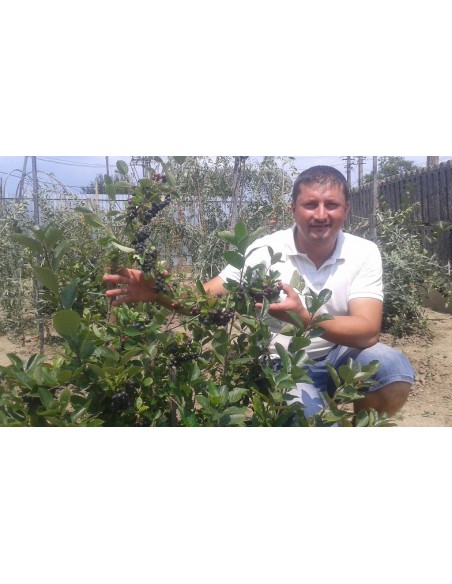 Aronia Melanocarpa  20 - 35 CM (rădăcină liberă)  Aronia Planta 5 ani,1.1-1.3m, Butasi de Aronia-Plante Aronia pe Fruct
