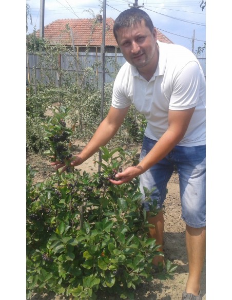 Aronia Melanocarpa  20 - 35 CM (rădăcină liberă)  Aronia Planta 5 ani,1.1-1.3m, Butasi de Aronia-Plante Aronia pe Fruct
