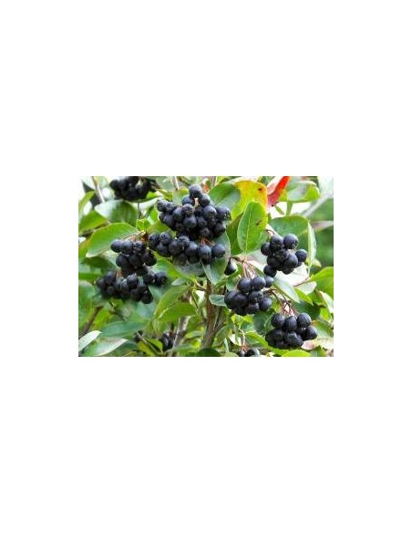 Planta Aronia Melanocarpa 20 - 35 cm - Rasaduri Aronia - Butasi de Aronia cu Radacina