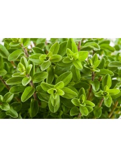 Maghiran - Origanum Marjorana