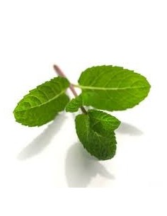 Menta mărului 2