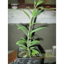 Plante Goji 20 - 30 CM 2