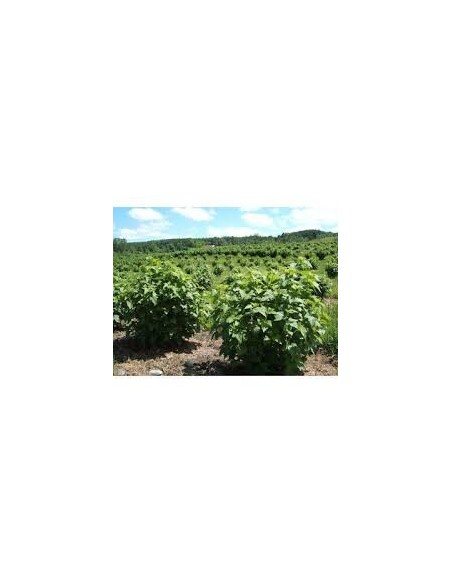 COACAZ NEGRU  - DEEA