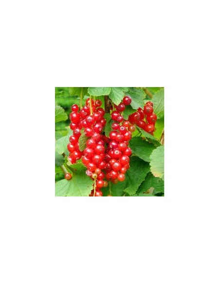 COACAZ ROSU - JONKHEER VAN TETS