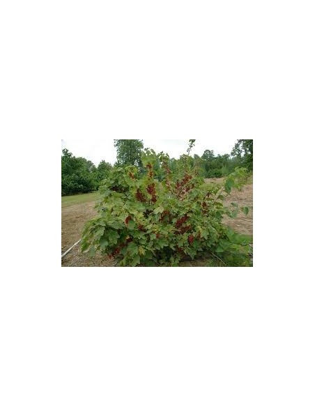 COACAZ ROSU - JONKHEER VAN TETS