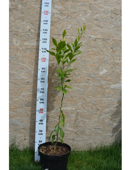 Lamai - Citrus Limone Lamai Trifoliat de Vanzare. Lamai in Ghiveci - Citrus Limone 4 ani