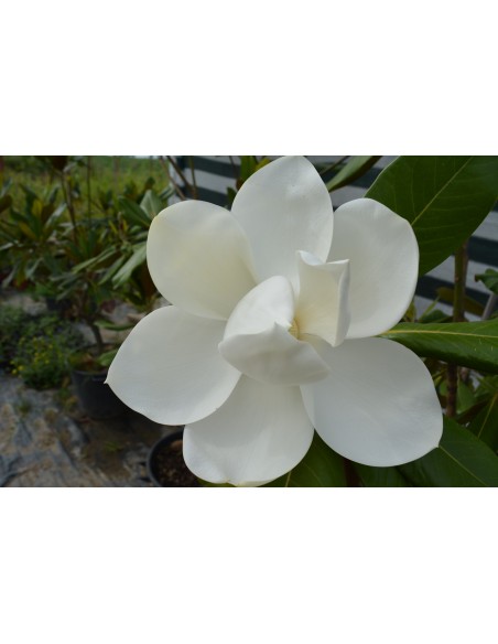 Magnolia Grandiflora Gallissoniensis 2,5-3m