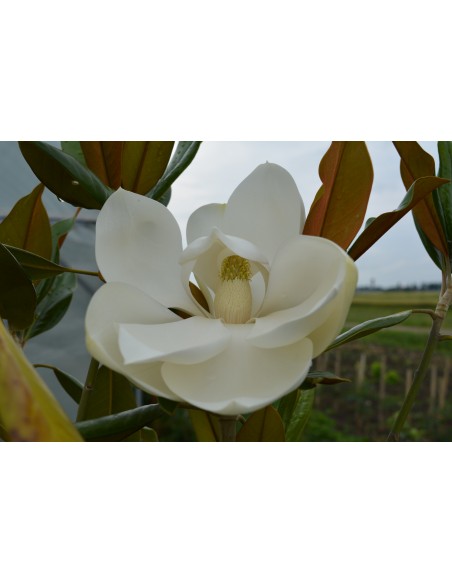 Magnolia Grandiflora Gallissoniensis 2,5-3m