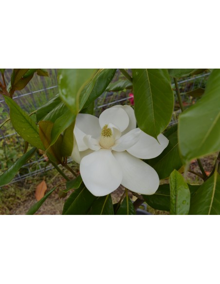 Magnolia Grandiflora Gallissoniensis 2,5-3m