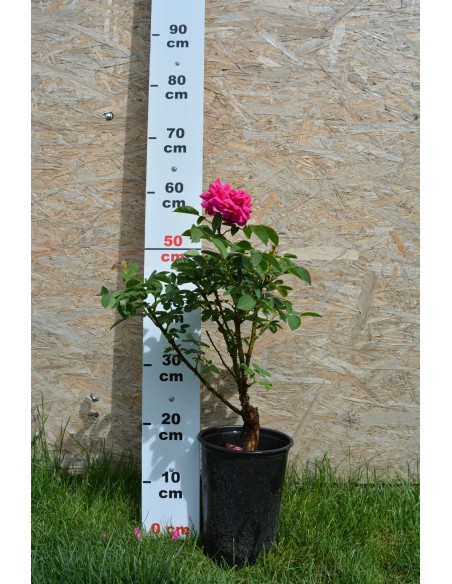 Trandafiri de dulceata