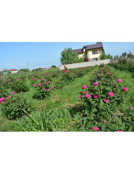 Trandafiri de dulceata