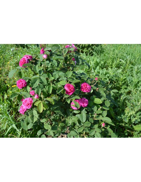 Trandafiri de dulceata