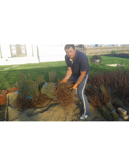 Trandafiri De Dulceata - Rose de Rescht  cu radacina nuda