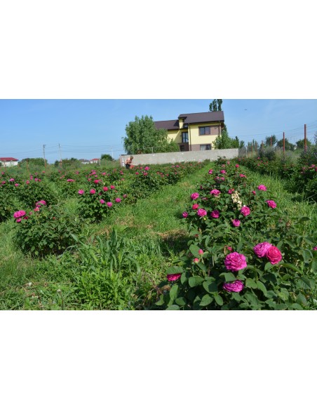Trandafiri De Dulceata - Rose de Rescht  cu radacina nuda