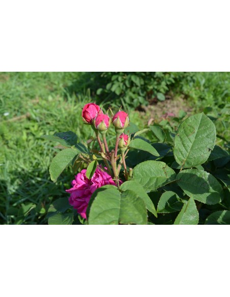 Trandafiri De Dulceata - Rose de Rescht  cu radacina nuda