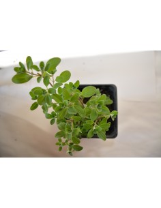 Maghiran - Origanum Marjorana 2